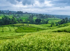 Nations Get Biodiversity Boost for Greener Farming